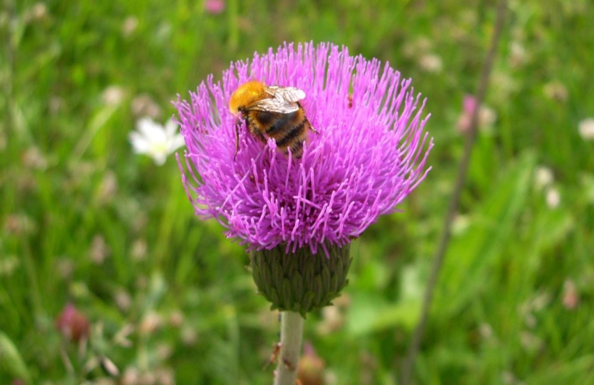 escursione.naturalistica-aveto